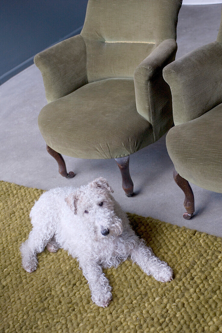 Weißer Hund liegt auf grünem Wollteppich neben Sesseln