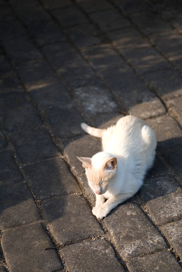 Weiße Katze sonnt sich im Sonnenlicht auf Pflastersteinen
