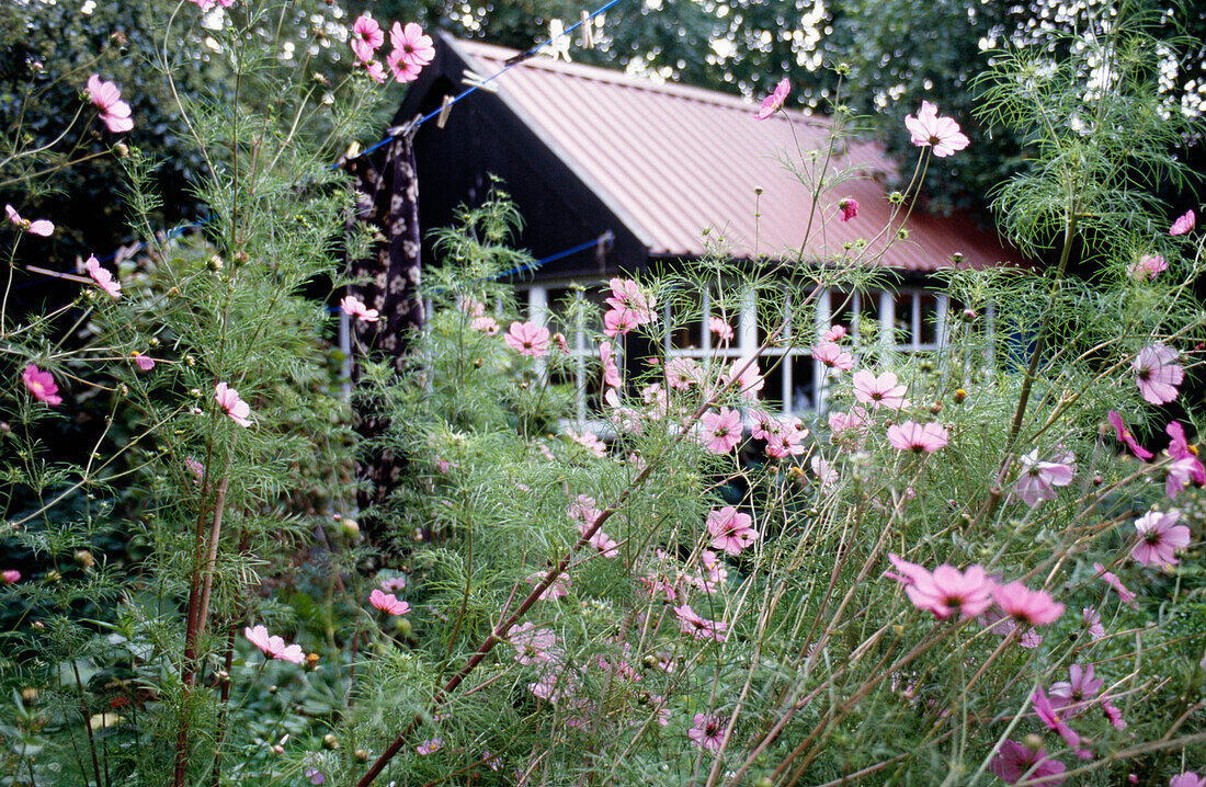 Rosafarbene Blumen wachsen im Garten eines Gartenhauses