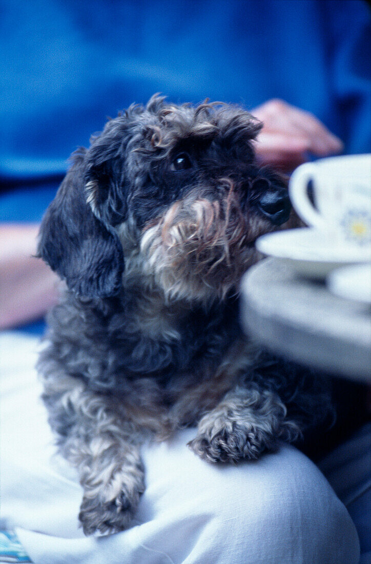 Hund sitzend mit Teetasse