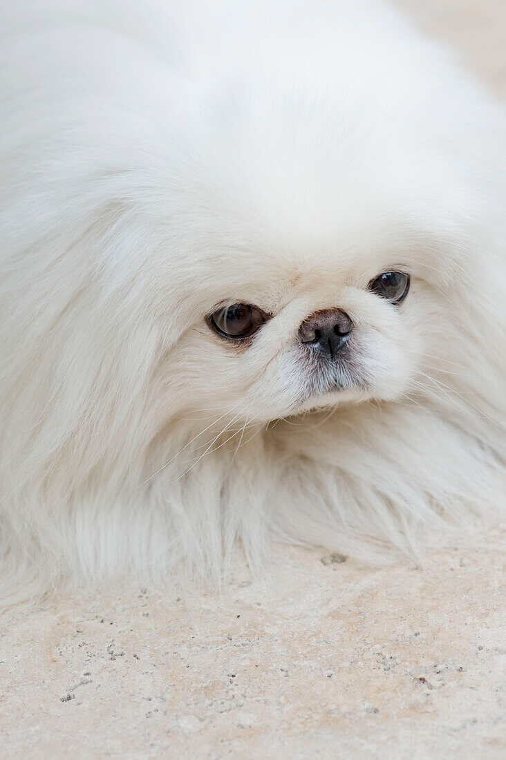 White Maltese dog close-up