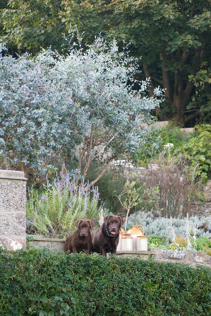 Zwei Schokoladen-Labradorhunde im Garten