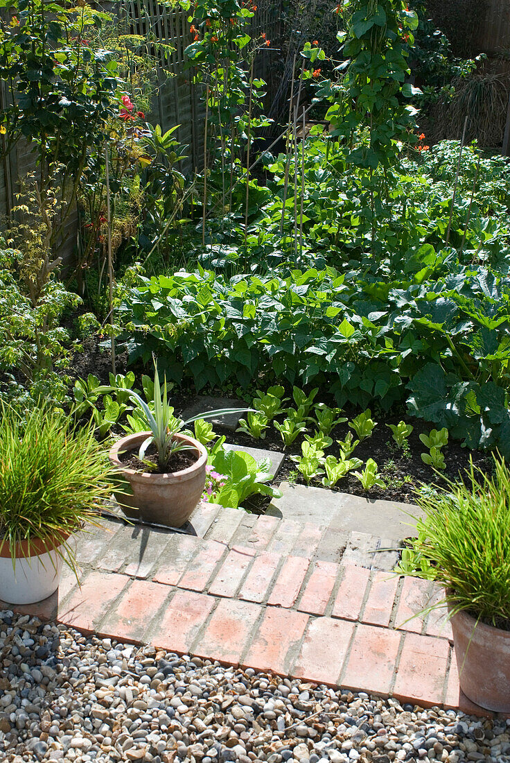 Back garden with vegetable plot and brick steps from gravel area with pots of ornamental grass