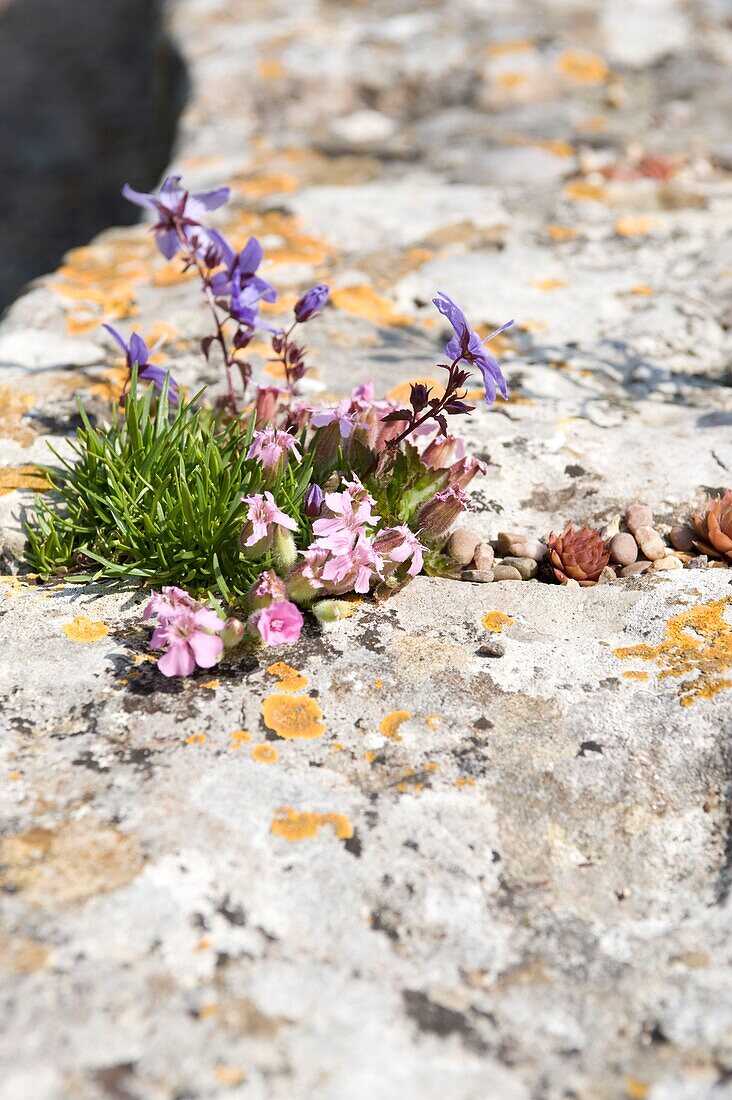 Blumen wachsen an einer Steinmauer