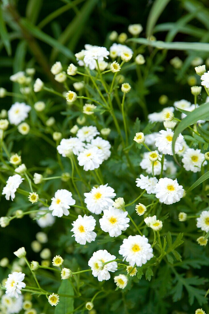 Weiße Blumen im Garten