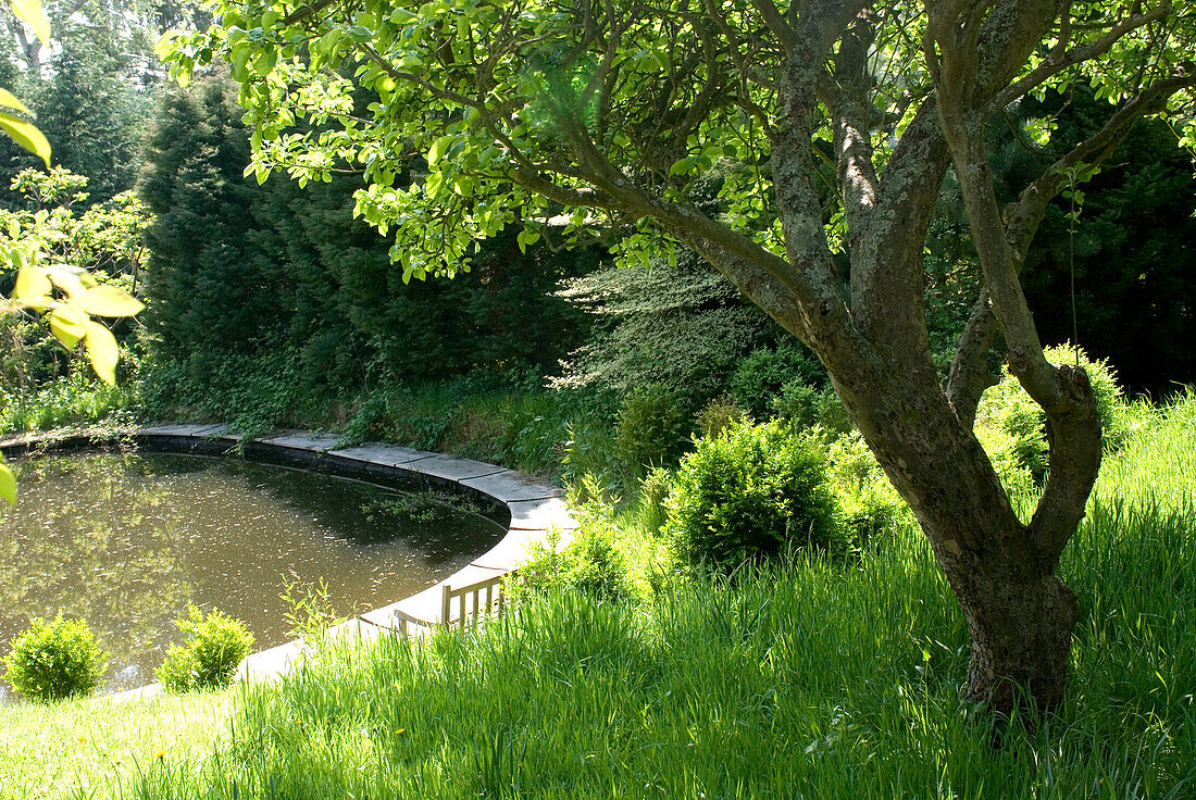 Teich im Garten an einem sonnigen Tag