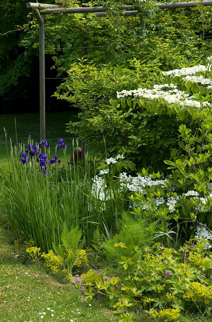 Garden with iris flowers