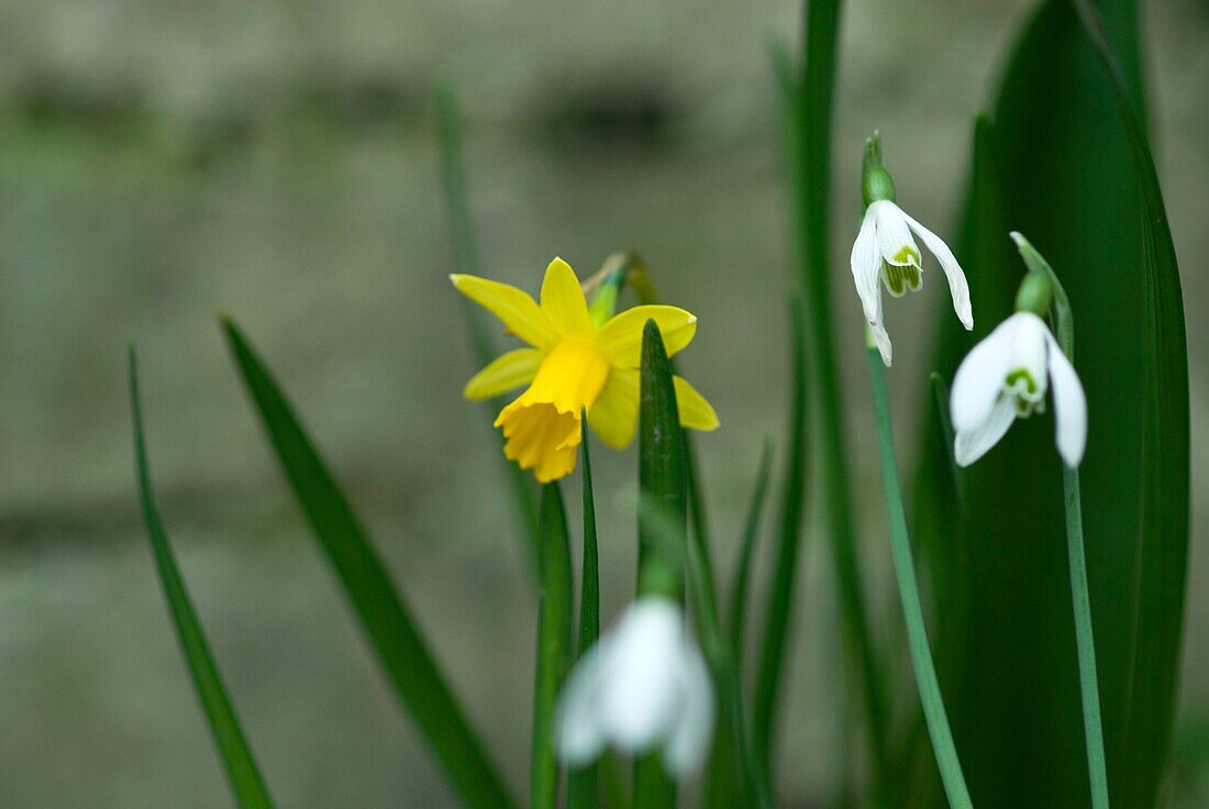 Frühlingsblumen in Nahaufnahme