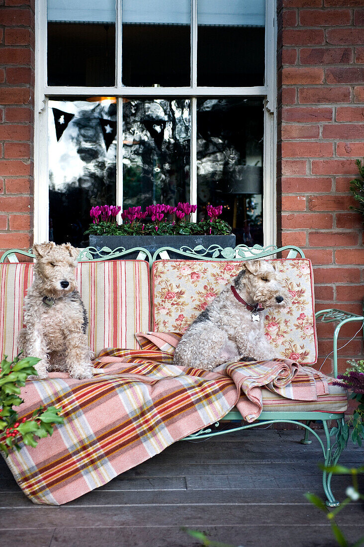 Zwei Hunde sitzen auf einem Gartensitzplatz auf der Veranda eines Hauses in Hereford