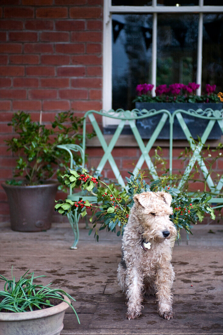 Hund steht auf der Veranda eines Hauses in Hereford