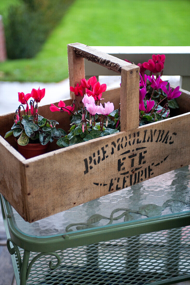 Pot plants in wooden crate on Hereford verandas