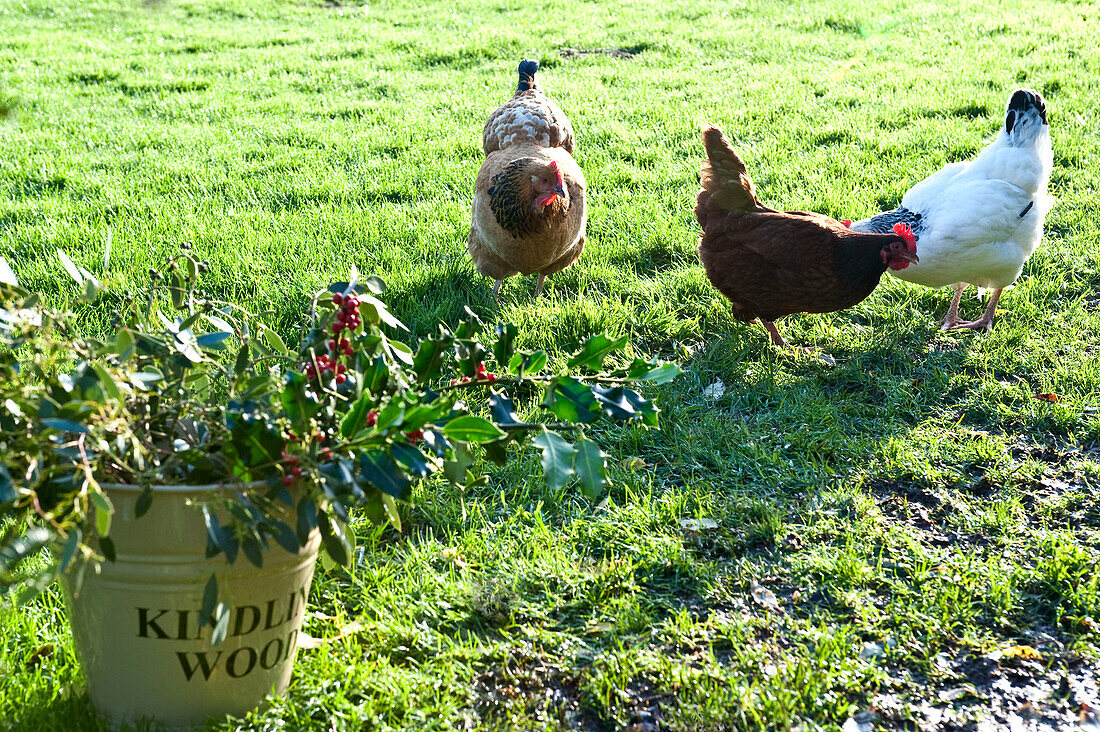 Drei Hühner im Garten mit Stechpalme im Eimer
