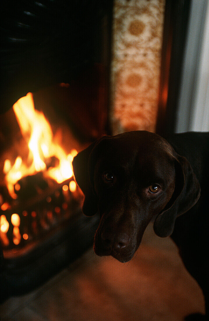 Dog standing in front of fireplace