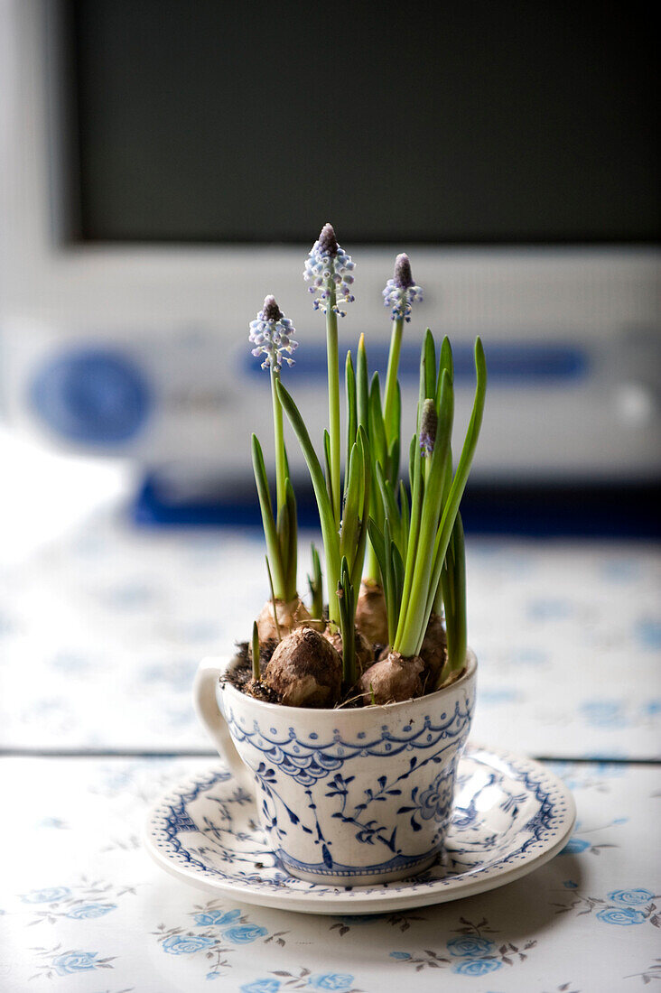 cup and saucer with planted bulbs