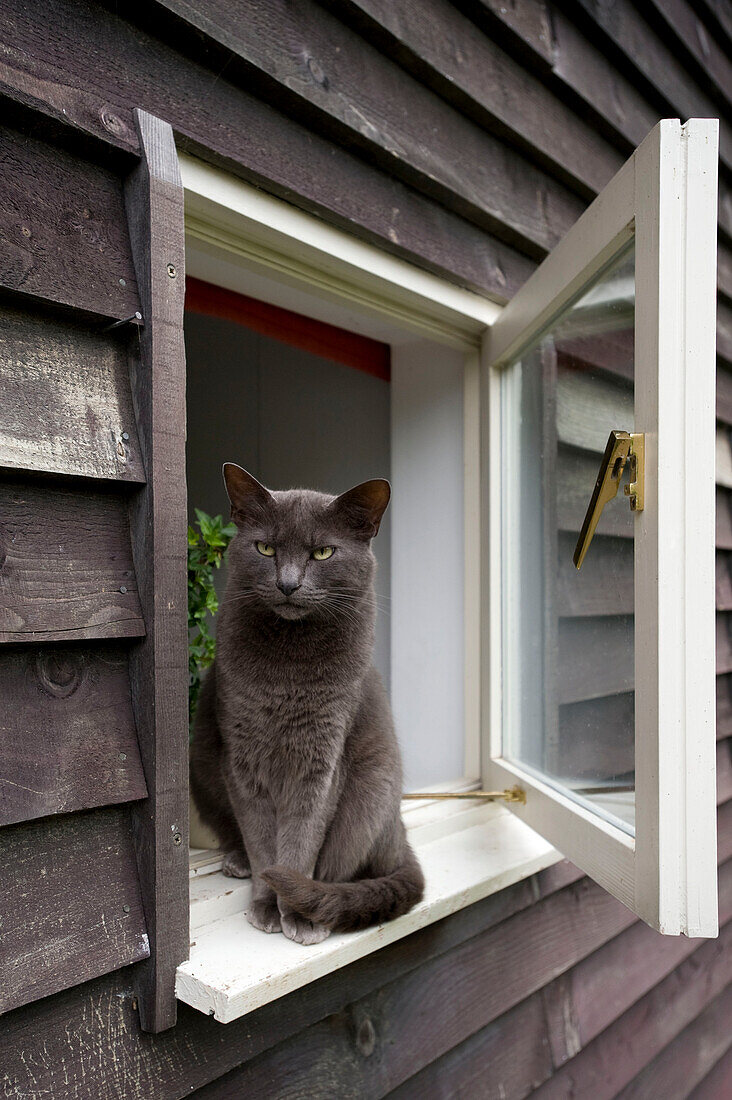 Katze sitzt auf einer Fensterbrüstung