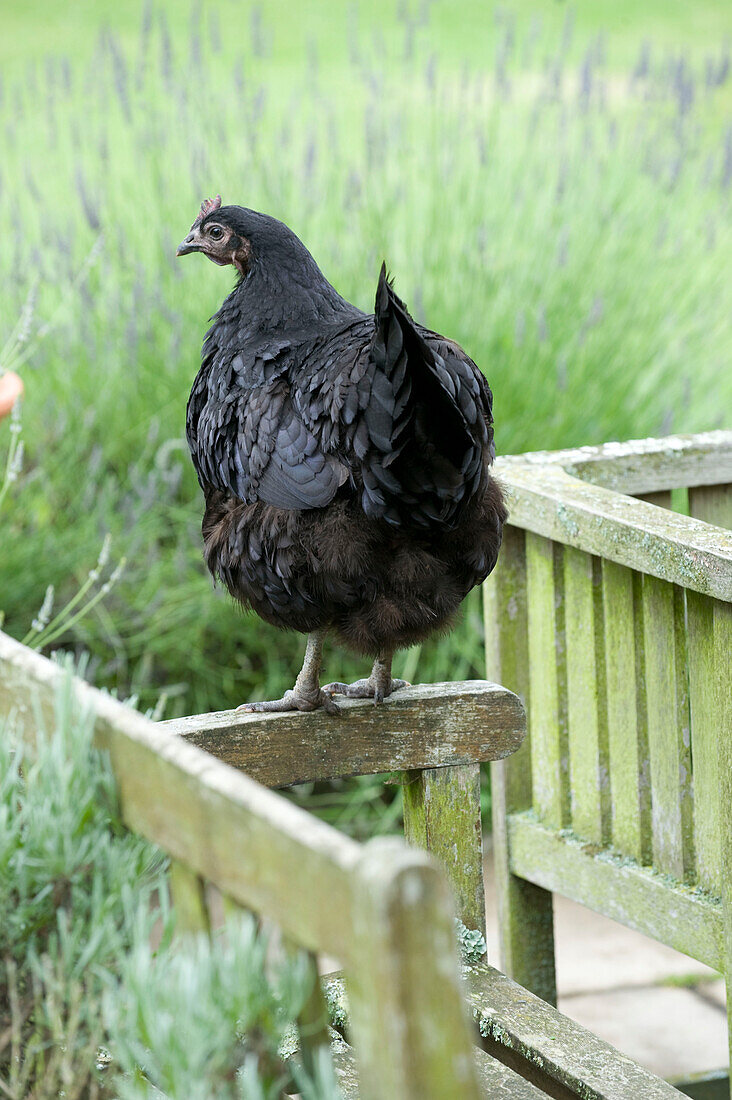 Schwarzes Huhn auf einer Gartenbank