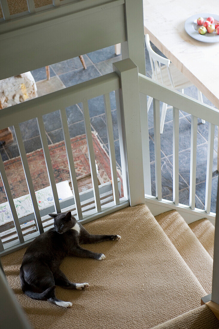 Katze liegend auf einer Treppe