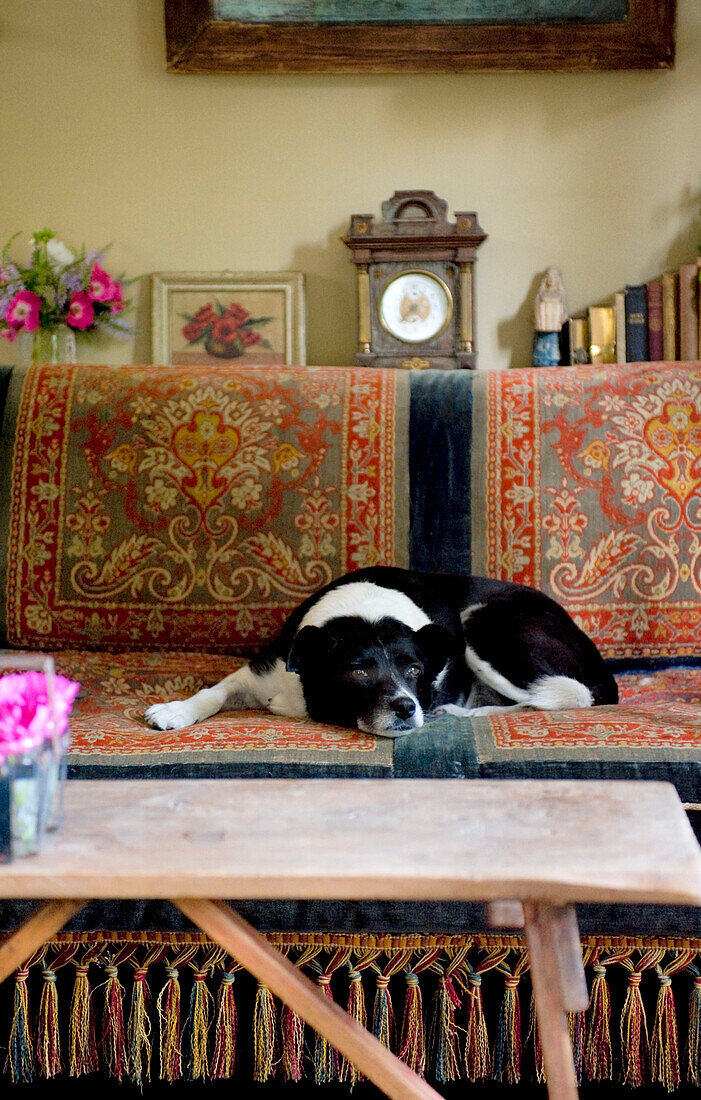 Schlafender Hund auf Sofa in Devon