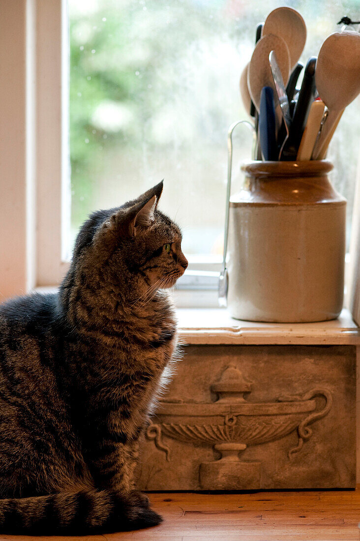 Katze sitzt mit Utensilienhalter und geschnitztem Mauerwerk im Küchenfenster eines historischen Hauses in Yeovil, Somerset, England, UK