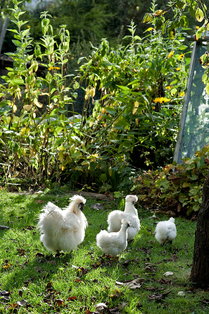 Seidenhühner im Garten in Yeovil, Somerset, England, UK