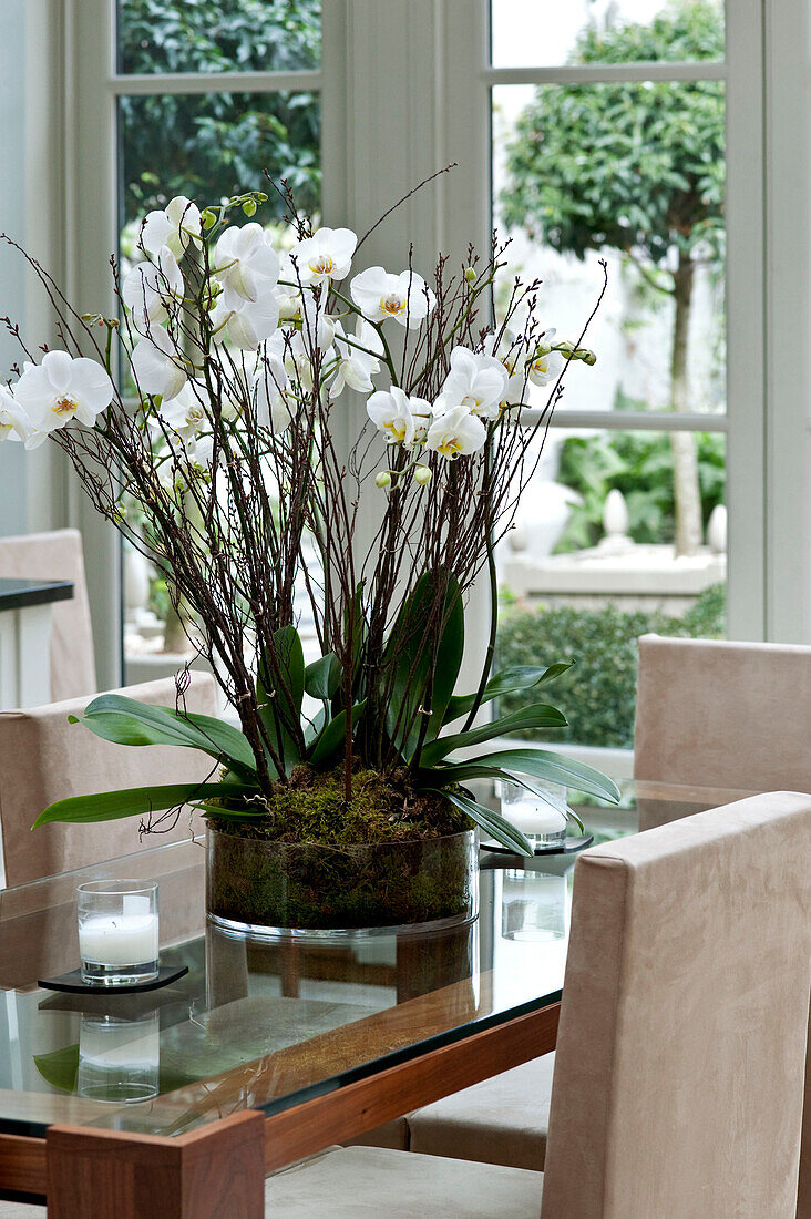 Orchid on glass-topped dining table in West London townhouse England UK