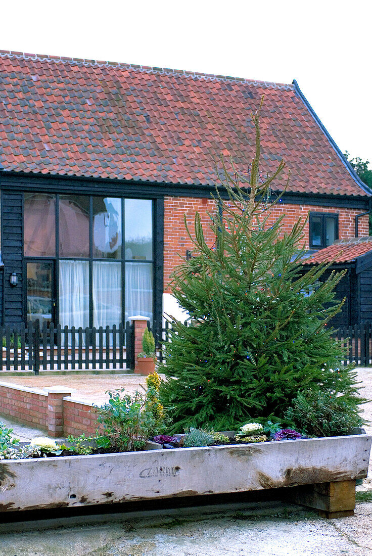 Tannenbaum auf dem Gelände eines gemauerten Landhauses im ländlichen Suffolk England UK