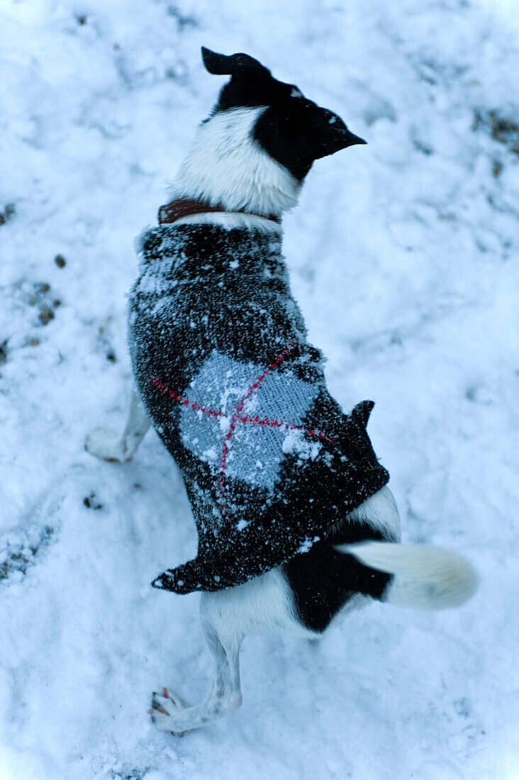 Hund im gestrickten Hundemantel im Winter in Odense Dänemark
