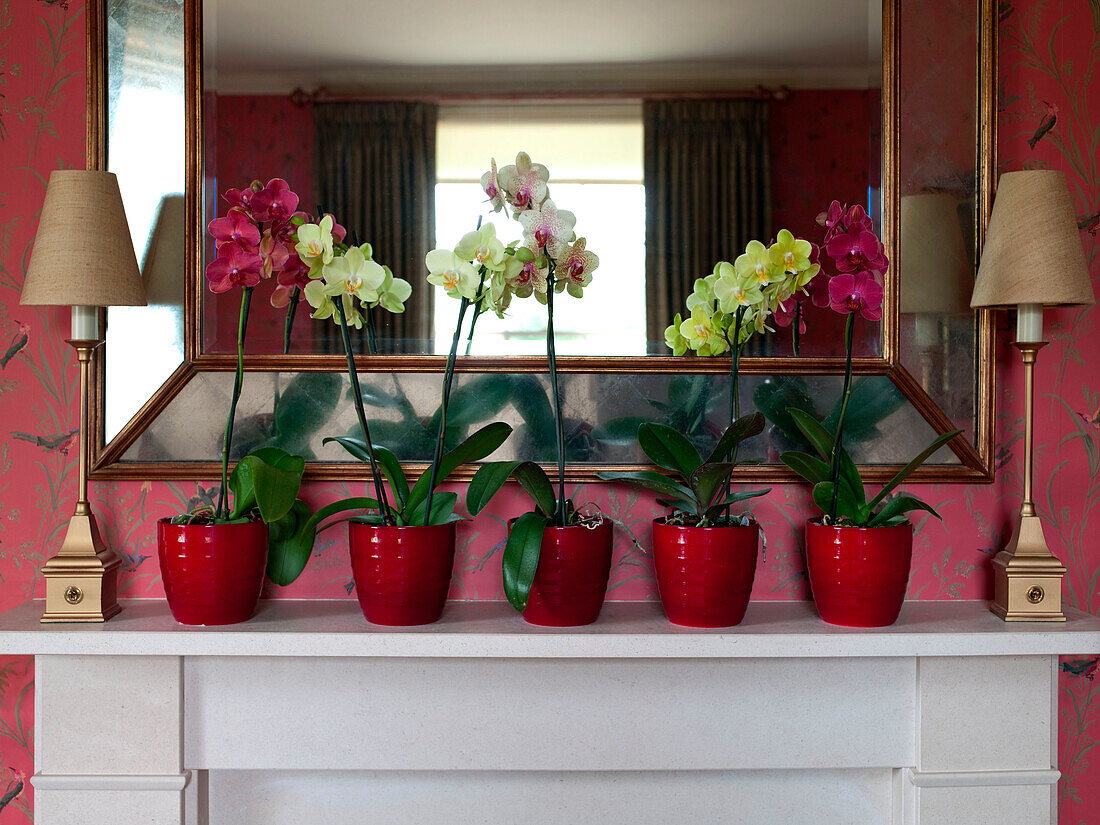 Orchideen in roten Blumentöpfen mit Spiegel auf bemaltem Kaminsims in einem Landhaus in Suffolk, England UK