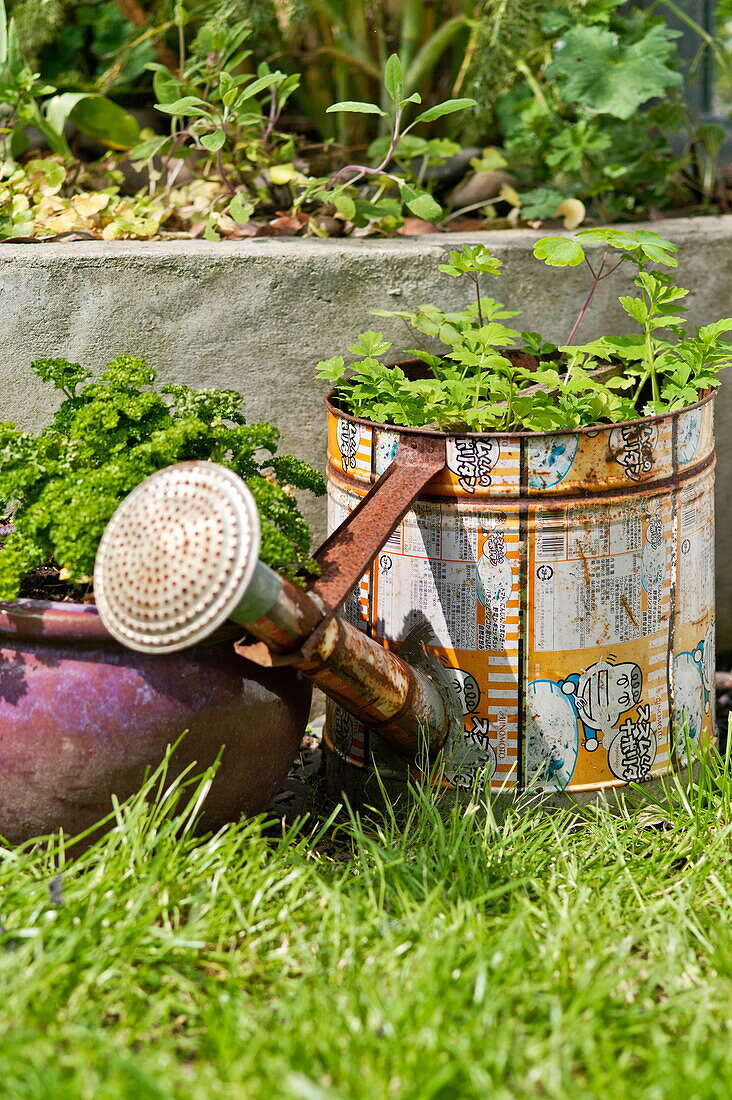 Watering can and parsley grow in garden of Bovey Tracey, Devon, England, UK