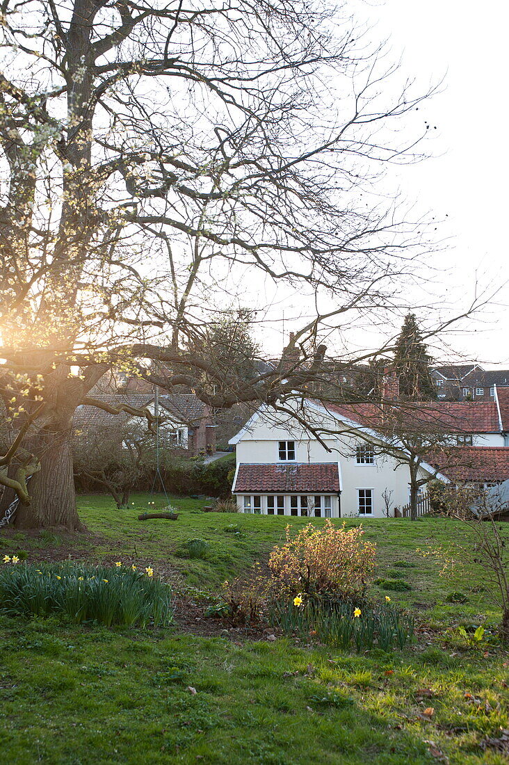 Sonnenlicht in Bäumen im Frühlingsgarten eines Einfamilienhauses in Suffolk, England, Vereinigtes Königreich