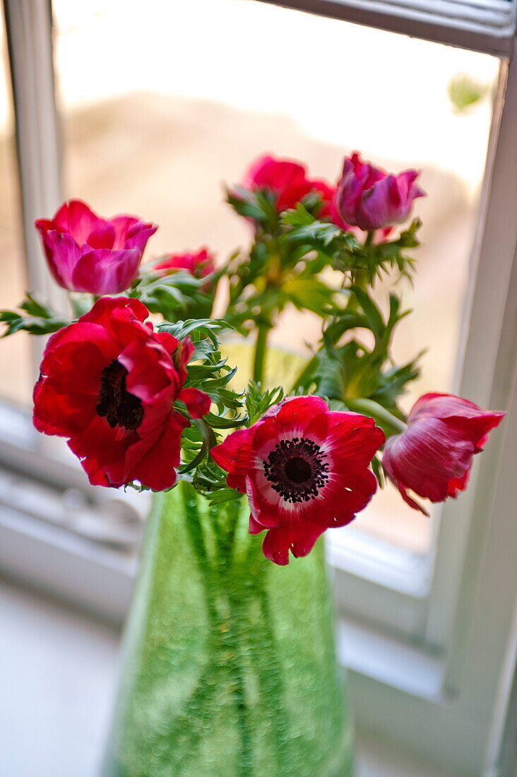 Red crown anemone in green vase on windowsill of Suffolk farmhouse, England, UK