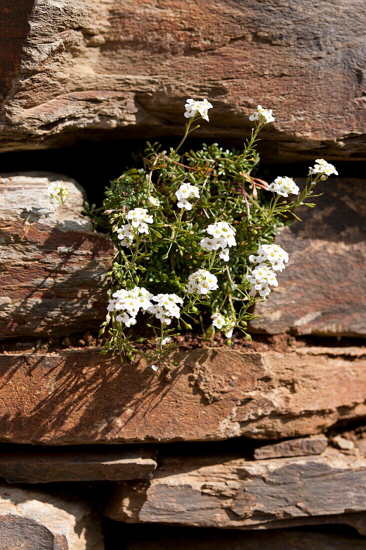 Weiße Blumen, die aus einem Stein wachsen, Wadebridge, Cornwall, England, Vereinigtes Königreich