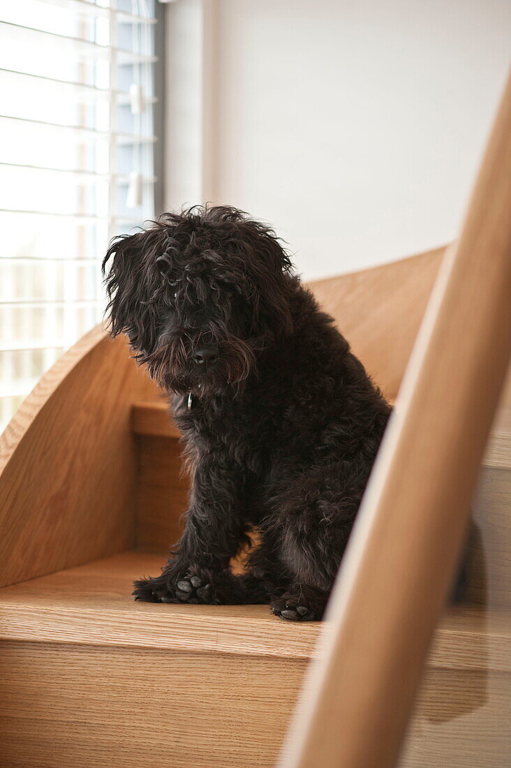 Schwarzer Hund sitzt auf Holztreppe in Haus in Wadebridge, Cornwall, England, UK