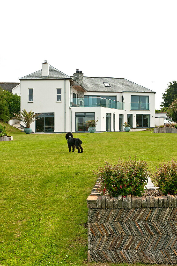 Hund steht auf dem Rasen eines Einfamilienhauses in Cornwall, England, UK