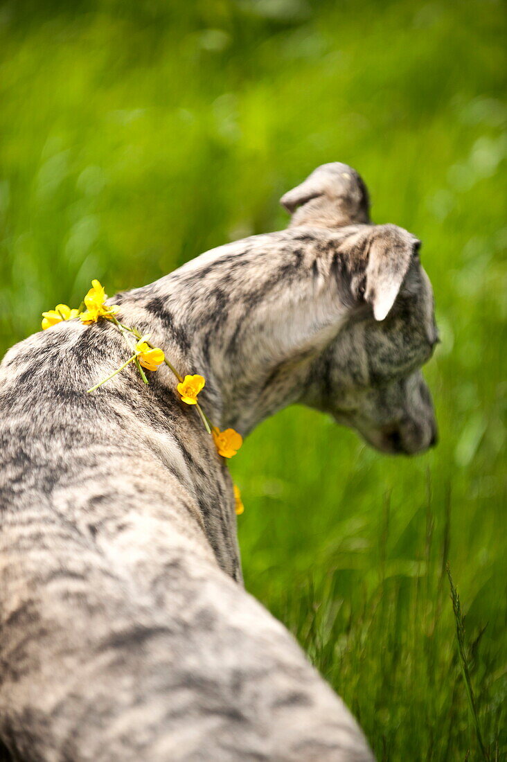Dog wearing buttercup chain (Ranunculus), Brecon, Powys, Wales, UK