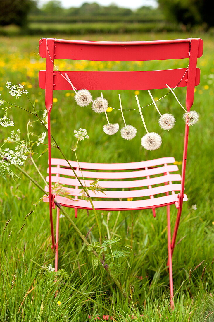 Dandelions (Taraxacum officinale) strung on a chair, Brecon, Powys, Wales, UK