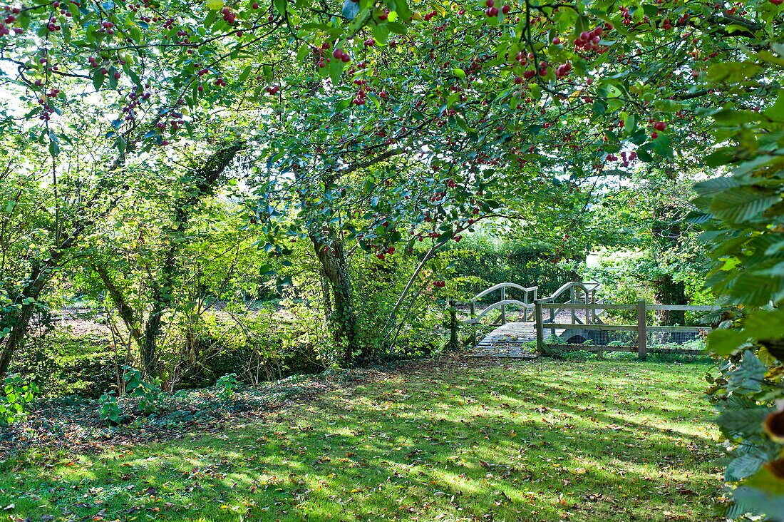 Steg und Weißdornbaum (Crataegus) im Garten, Blagdon, Somerset, England, UK