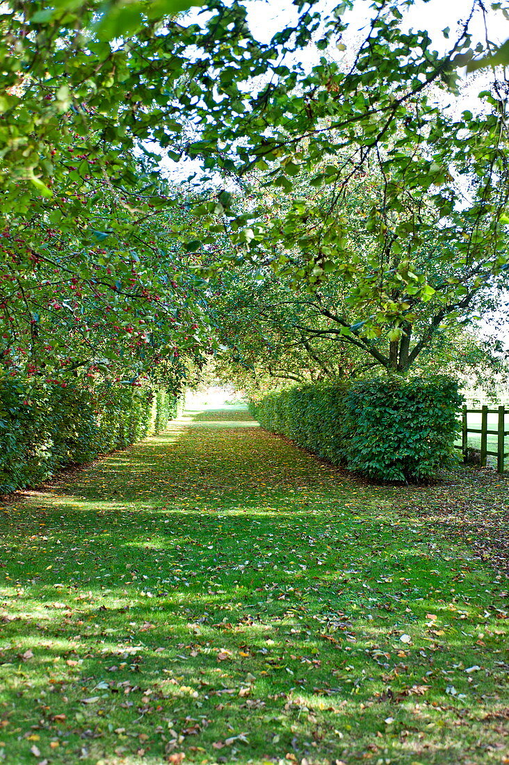 Weißdorn (Crataegus) und Heckenpfad im Garten, Blagdon, Somerset, England, Vereinigtes Königreich