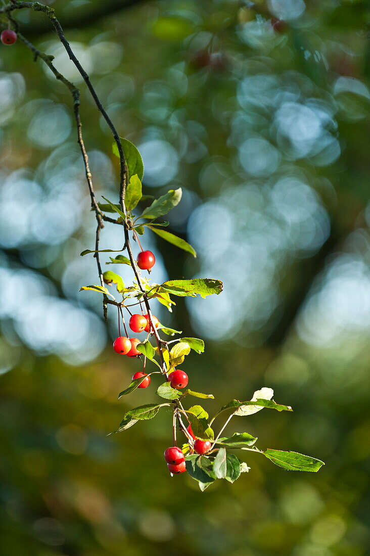 Hawthorn (Crataegus) berries in rural garden, Blagdon, Somerset, England, UK