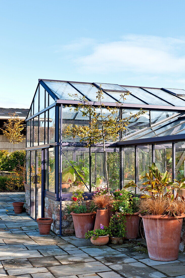Terracotta pot plants and greenhouse exterior in Blagdon, Somerset, England, UK