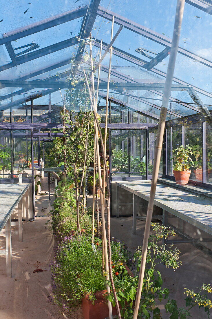 Plants growing in greenhouse interior, Blagdon, Somerset, England, UK