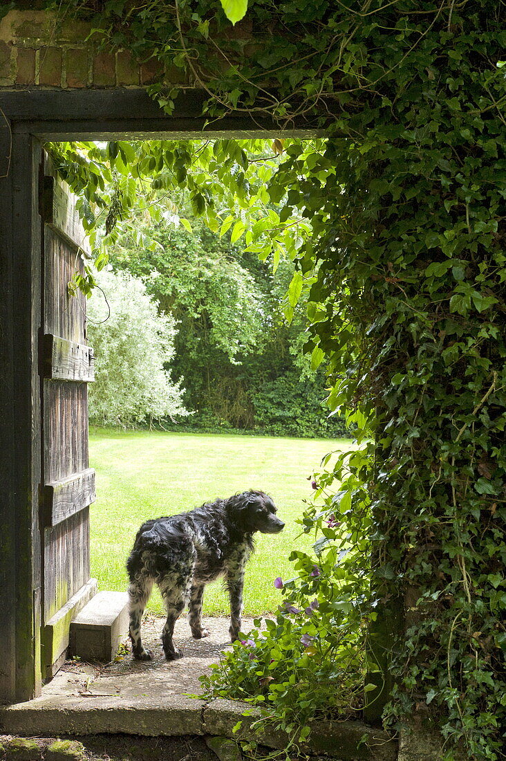 Hund steht in der Tür zum Garten eines Hauses in Essex/Suffolk, England, Vereinigtes Königreich