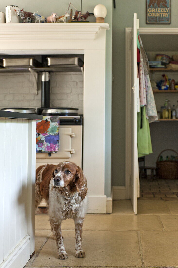 Hund in der Küche eines modernen Hauses in Suffolk/Essex, England, UK