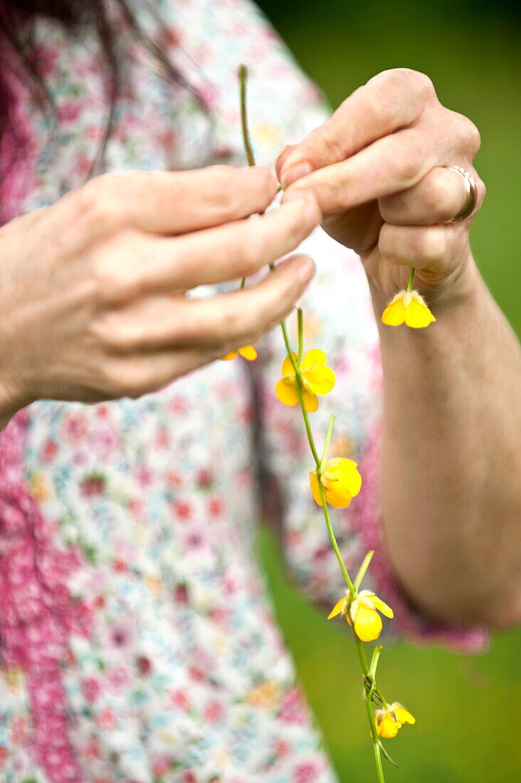 Frau macht eine Butterblumenkette, Brecon, Powys, Wales, UK
