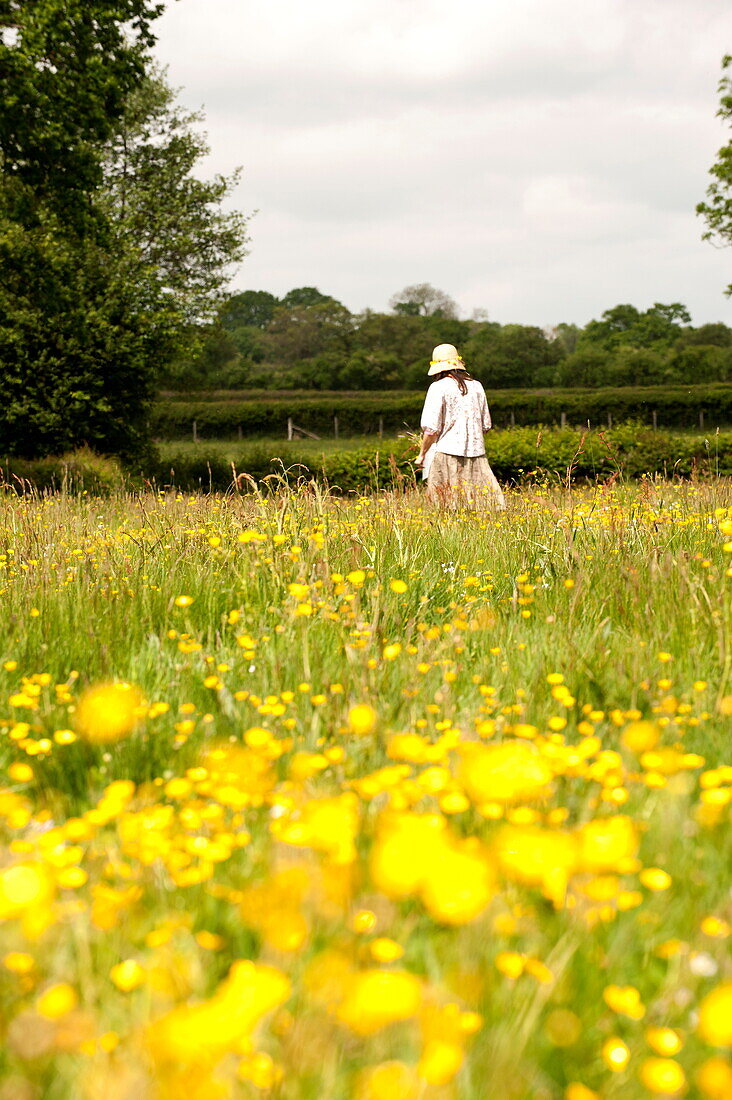 Woman walking in a field of buttercups (Ranunculus), Brecon, Powys, Wales, UK