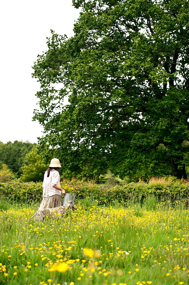 Woman walking with dog in field of buttercups (Ranunculus), Brecon, Powys, Wales, UK