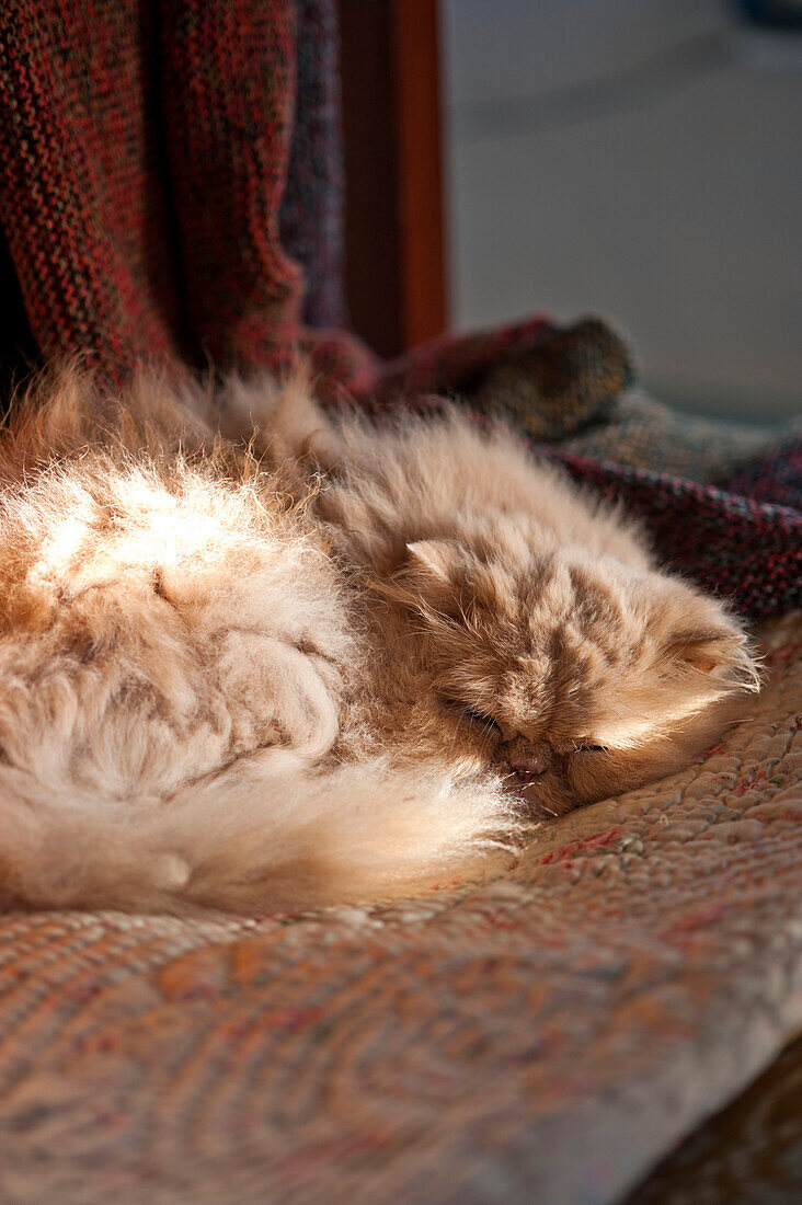 Cat sleeps in sunlight of Tregaron home Wales UK