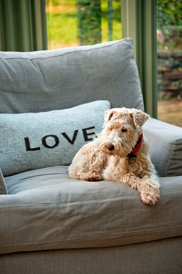 "Kissen mit der Aufschrift LOVE und Hund auf grauem Sessel im Wintergarten einer umgebauten Scheune in Sherford, Devon, Vereinigtes Königreich"""