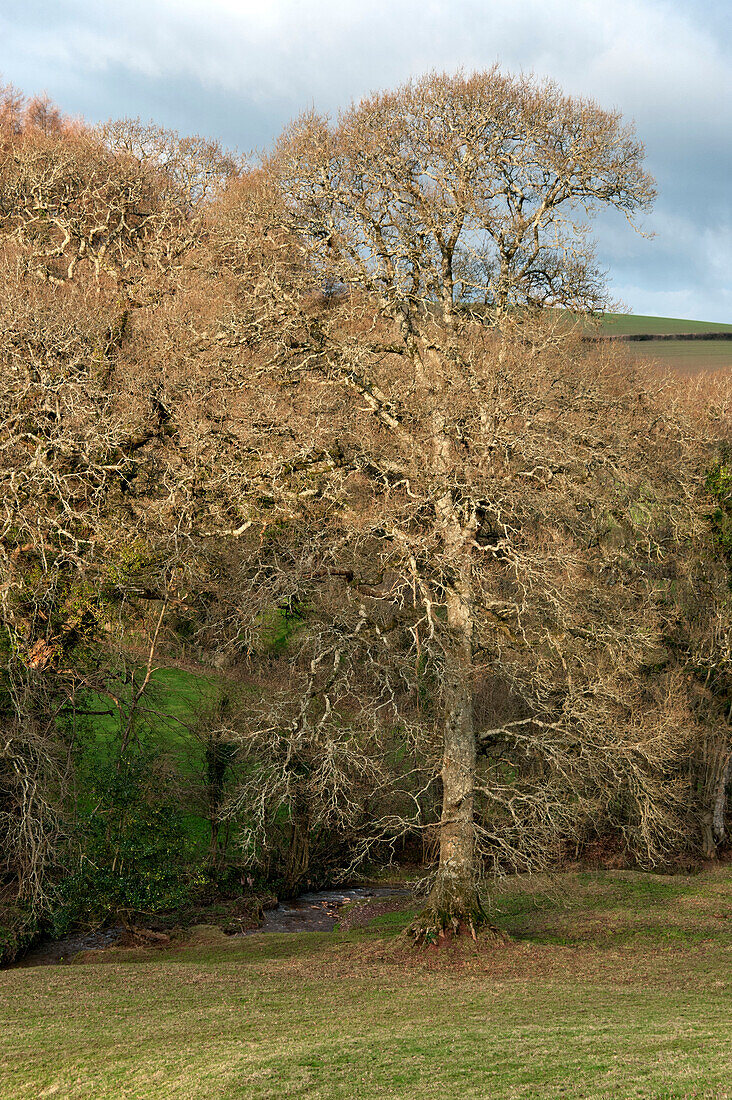 Winterbäume in der Landschaft von Sherford, Devon, UK