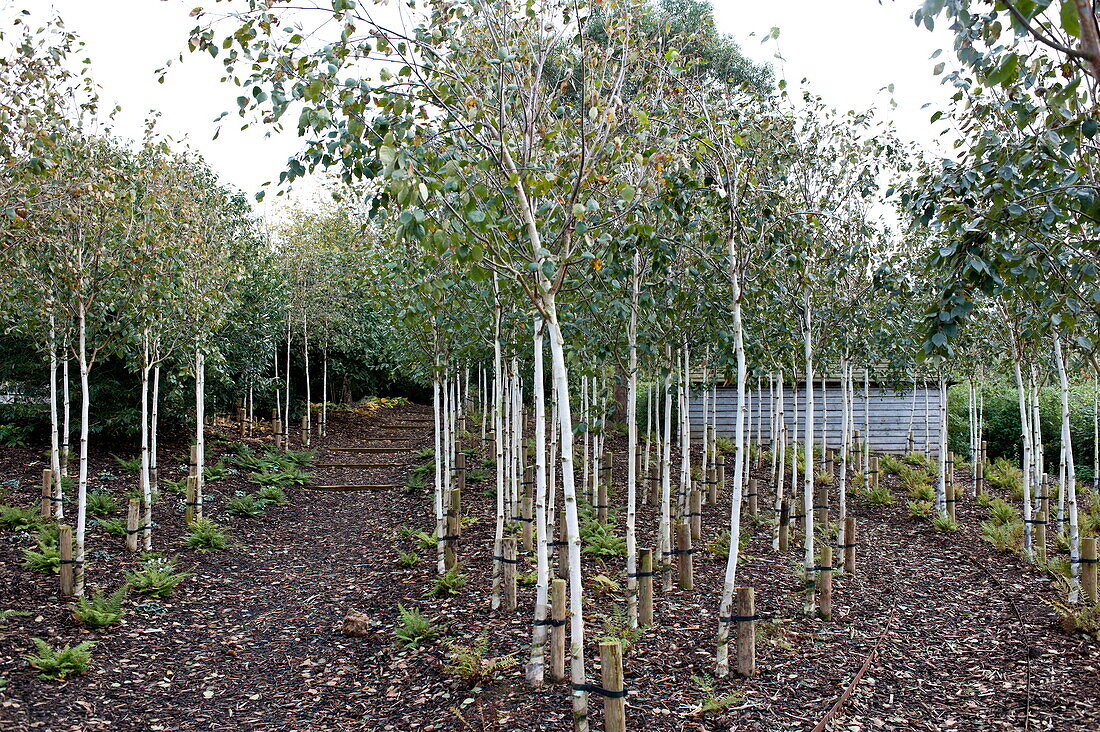 Fruit trees in orchard of Blagdon garden, Somerset, England, UK